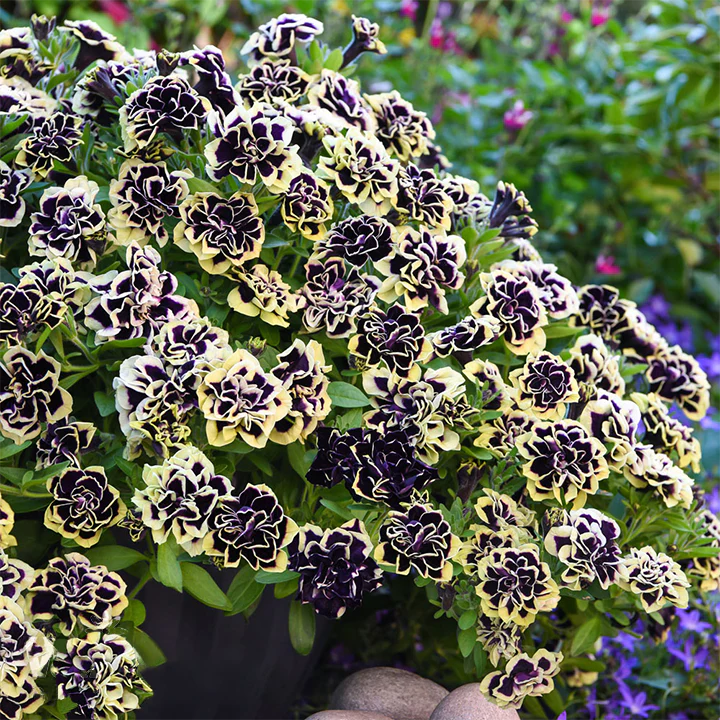 Double Petunia Seeds