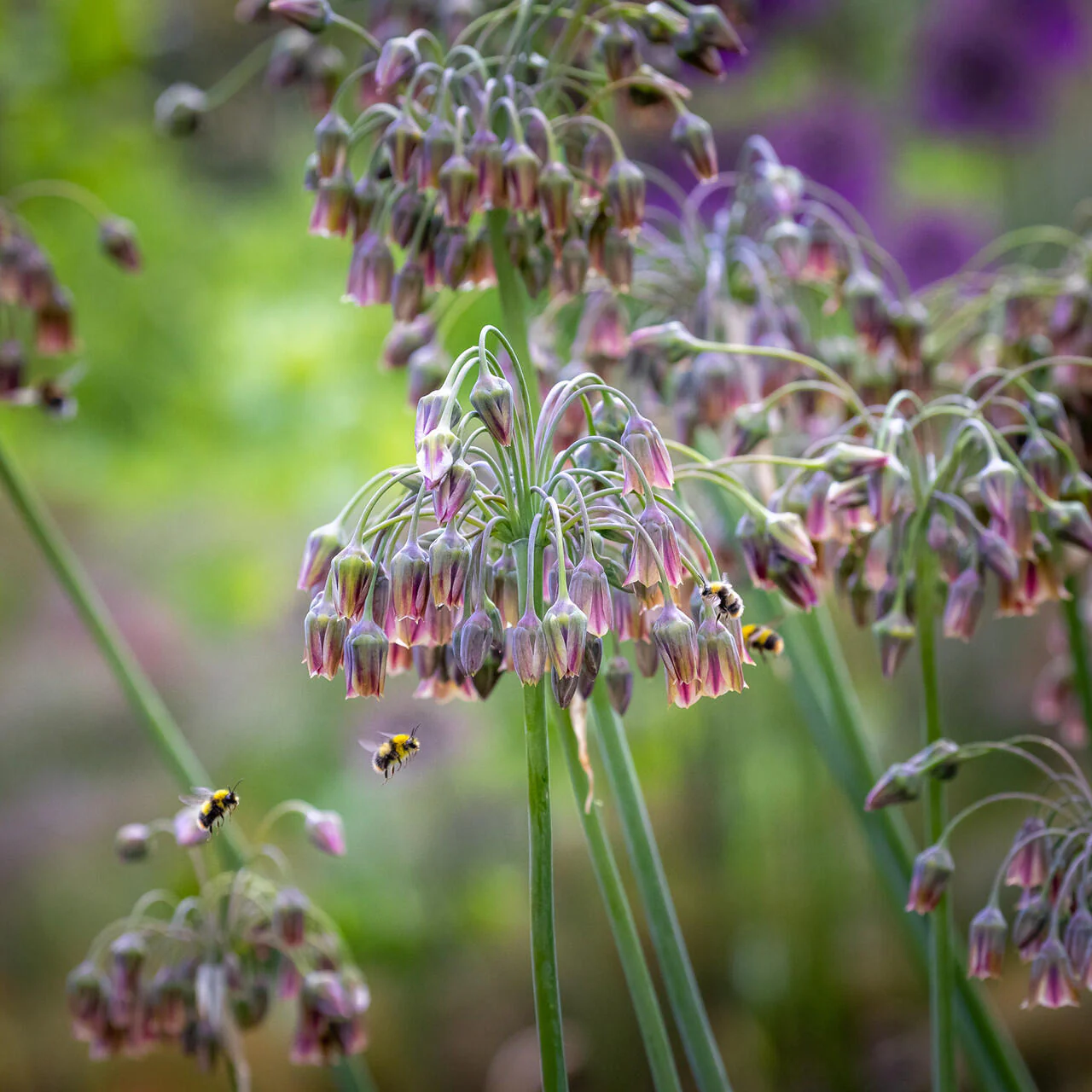 Sicilian Honey Garlic (Bee Lily) Seeds