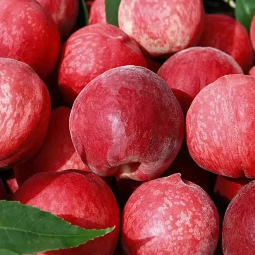 Blood Peach Seeds