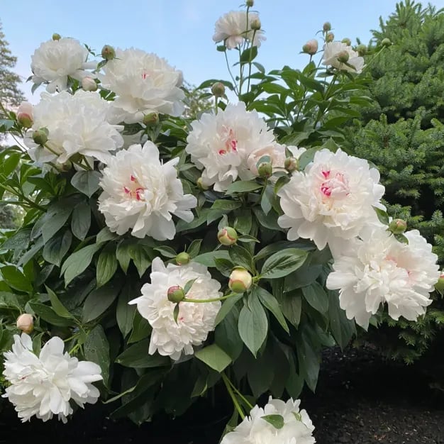 🔥LAST DAY 45% OFF🌺THE QUEEN OF FLOWERS—DOUBLE PETALED PIANI