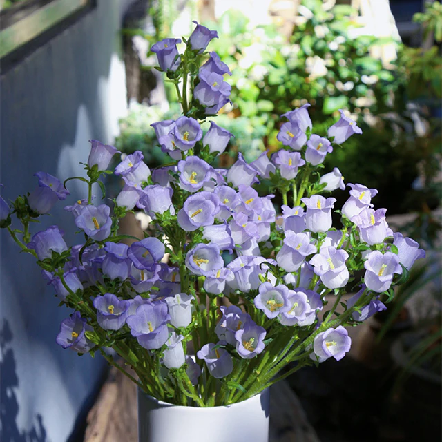Bellflower Seeds/Canterbury Bells Seeds