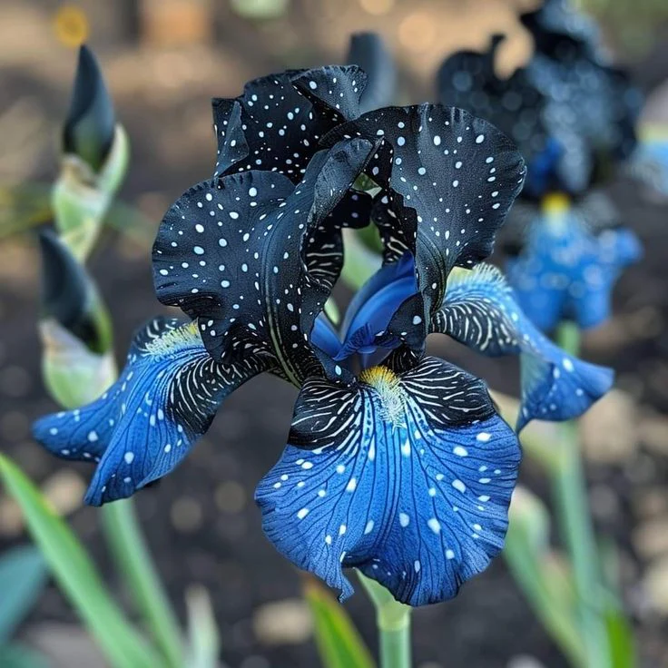Yellow Amber-Rare Iris Bulbs⚜️