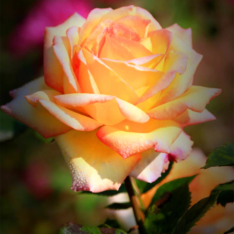 Beautiful Mini Rose Seeds, 100pcs/pack
