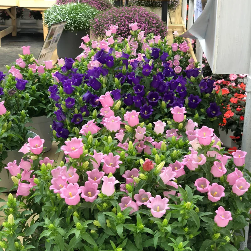 Campanula-Blessings From Afar
