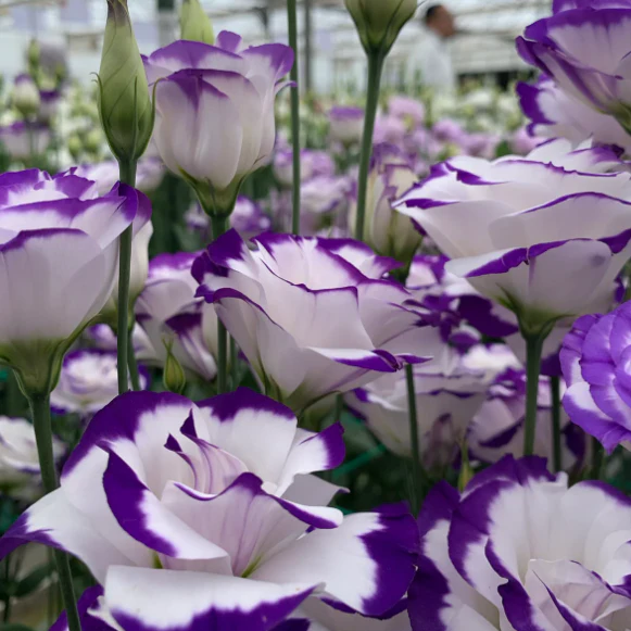 🌺Lisianthus - Sincere Love