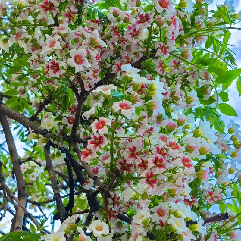 Xanthoceras Sorbifolia, Raintree Flower Seeds