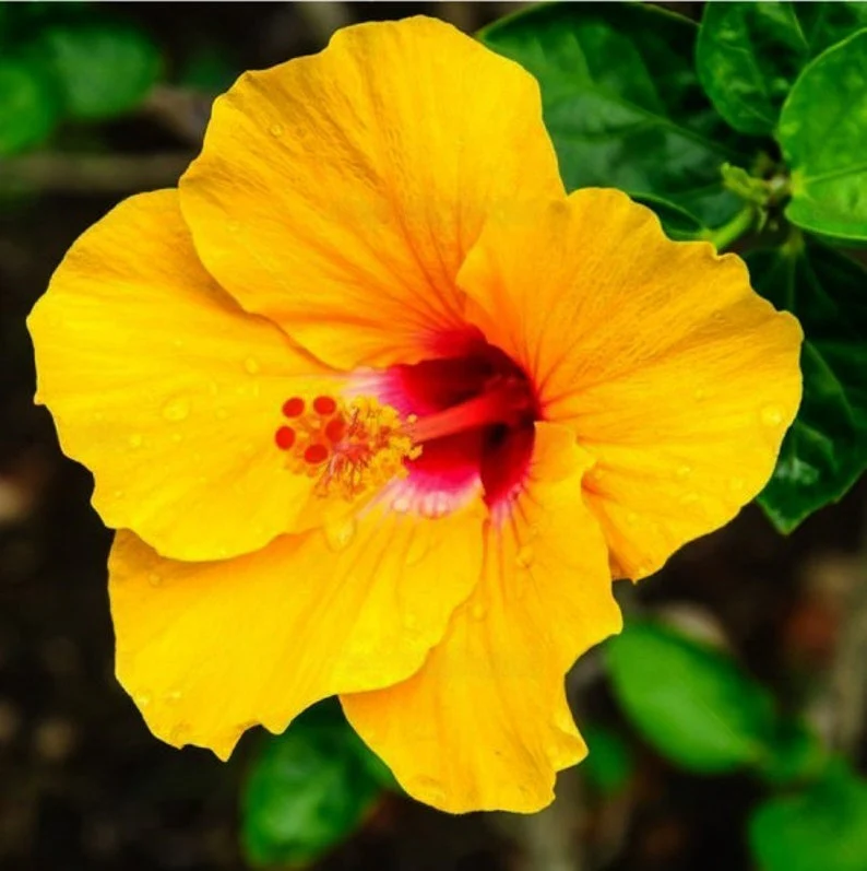 Rare Yellow Hibiscus Seeds 