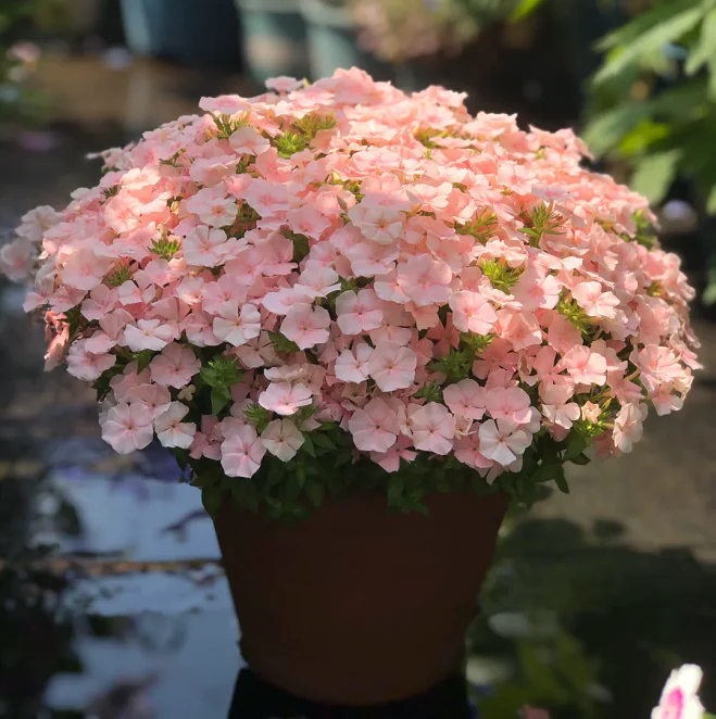 Phlox drummondii 'Ethnie Salmon'