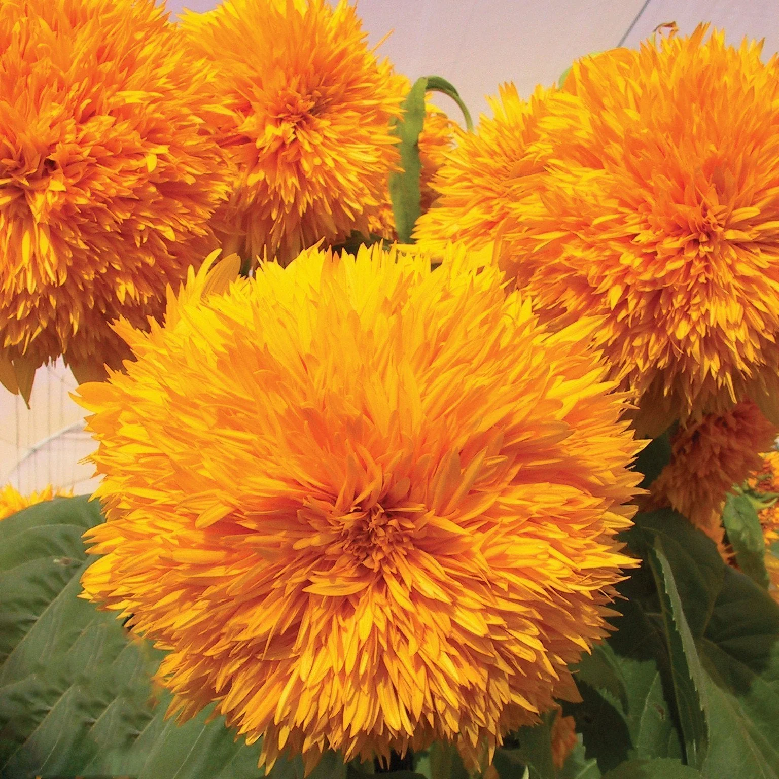 Sunflower Goldy Double F1 Organic