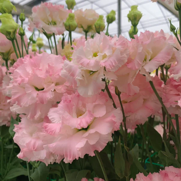 🌺Lisianthus - Sincere Love