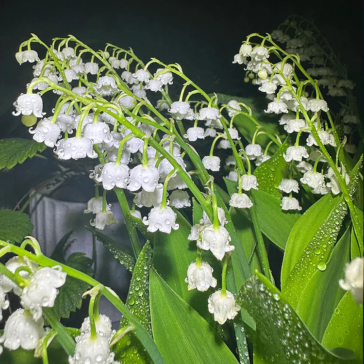 Lily of the Valley Roots