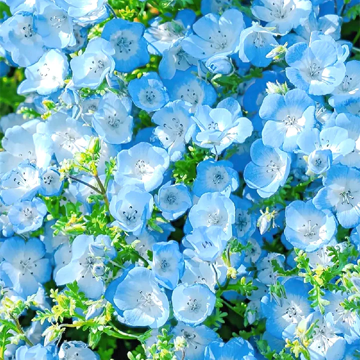Baby Blue Eyes Seeds