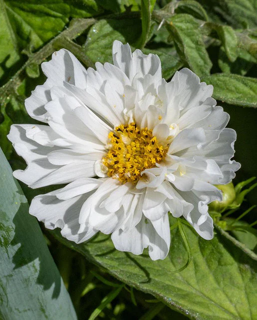 Snow Puff