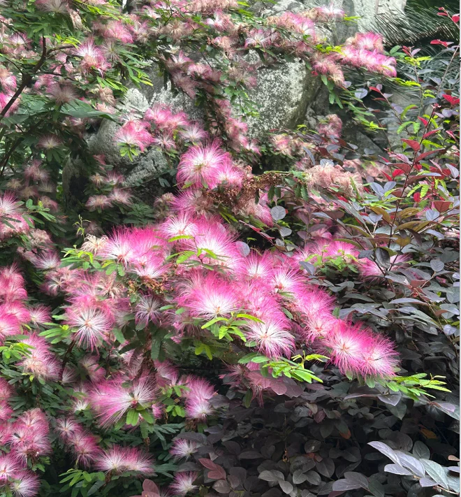 Silktree Albizziae Flower