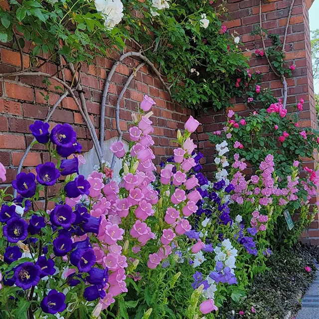 Bellflower Seeds/Canterbury Bells Seeds