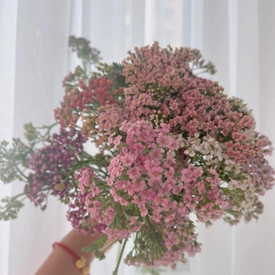 🌼 Yarrow Seeds – Peaceful Blooms to Heal Your Garden & Your Soul 🌿