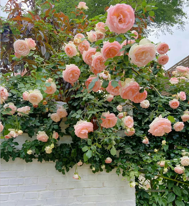 Garden Climbing Rose Flower Seeds