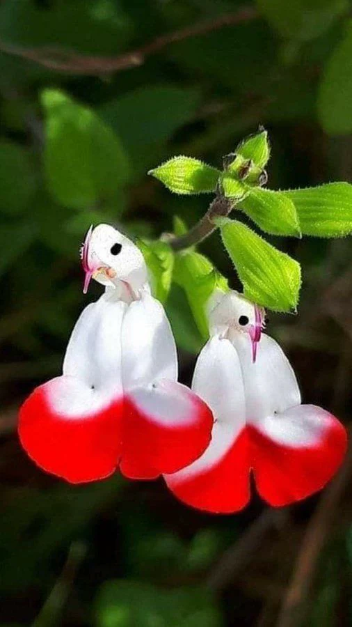 Salvia microphylla 'Hot Lips'