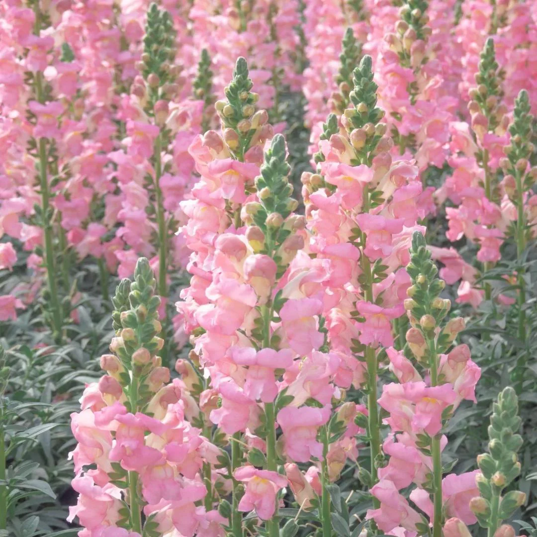 Your Garden Upgrade Starts with Snapdragons Seeds 🌼