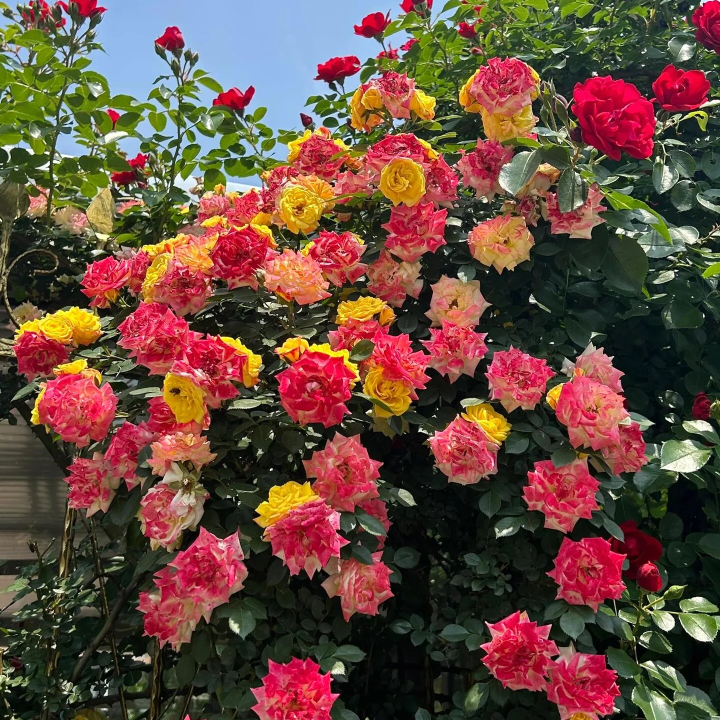 🌹 Rare Climbing Rose Seeds –  Fast-Growing Fragrant Blooming Vines