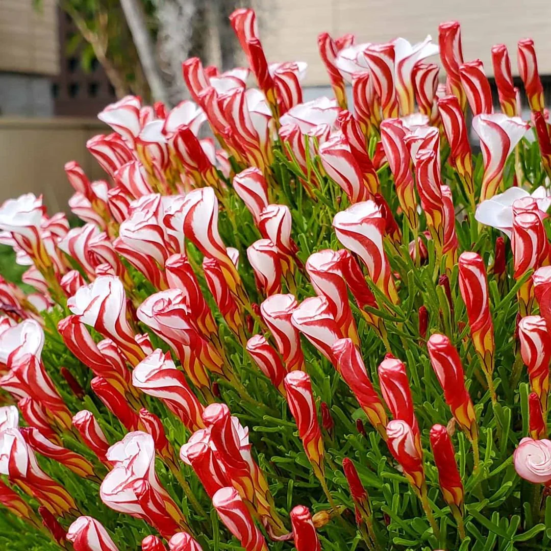 Oxalis Versicolor (Candy Cane Sorrel)