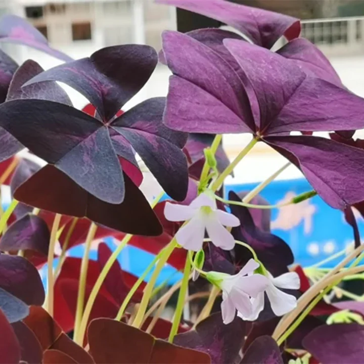 💜Purple Luck Oxalis Bulbs