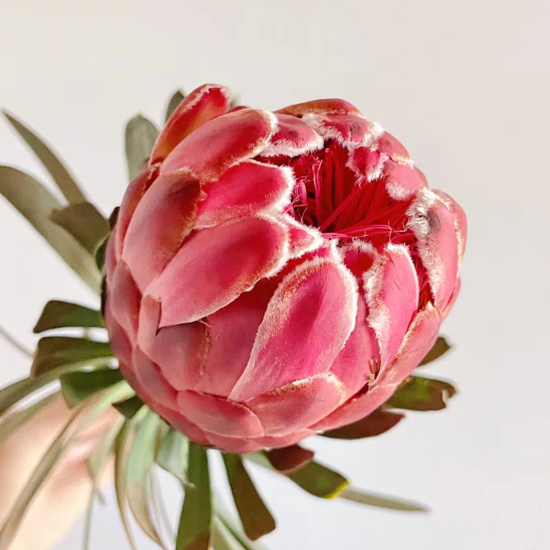 South African Princess Flower Seeds