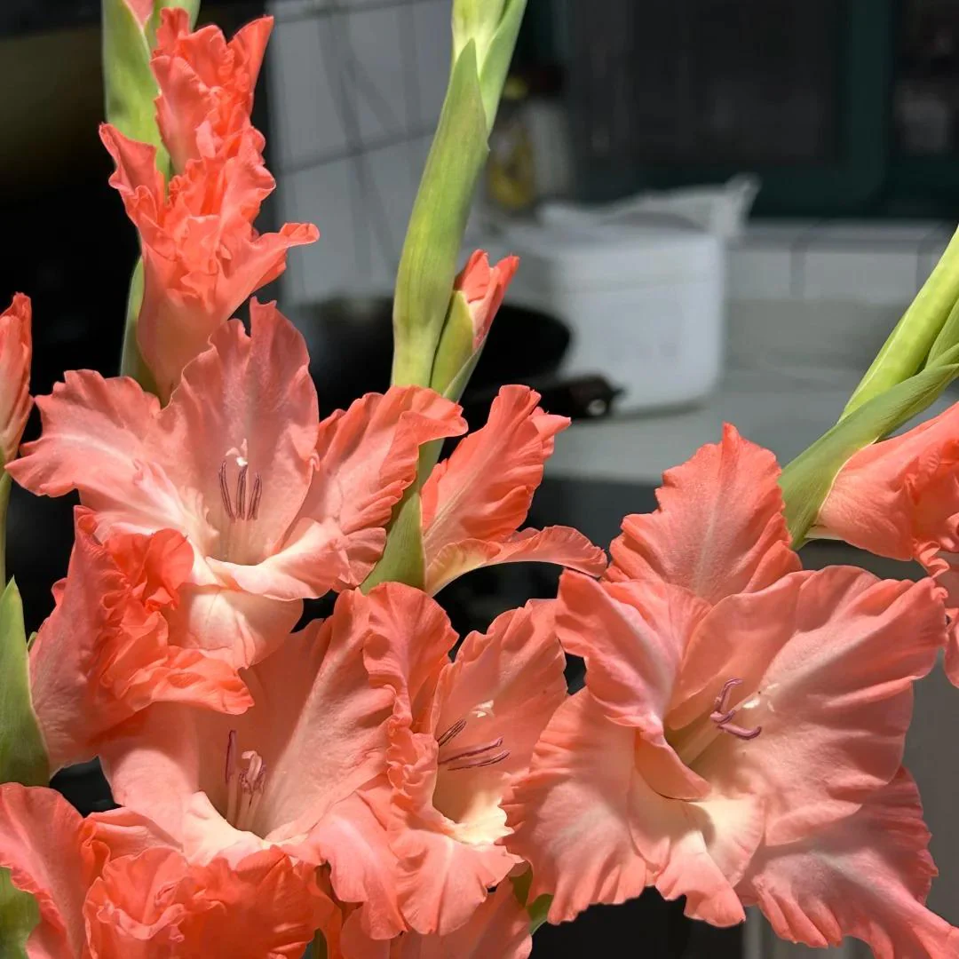 Gladiolus Bulbs-Perennial Cut Flower, Long Blooming, Easy to Grow