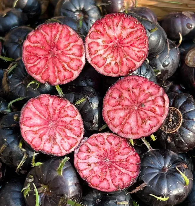 Red Fruit Ginseng Seeds-Spider Fruit