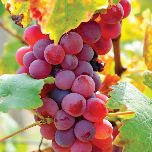 🍇Potted Grape Vine Seeds