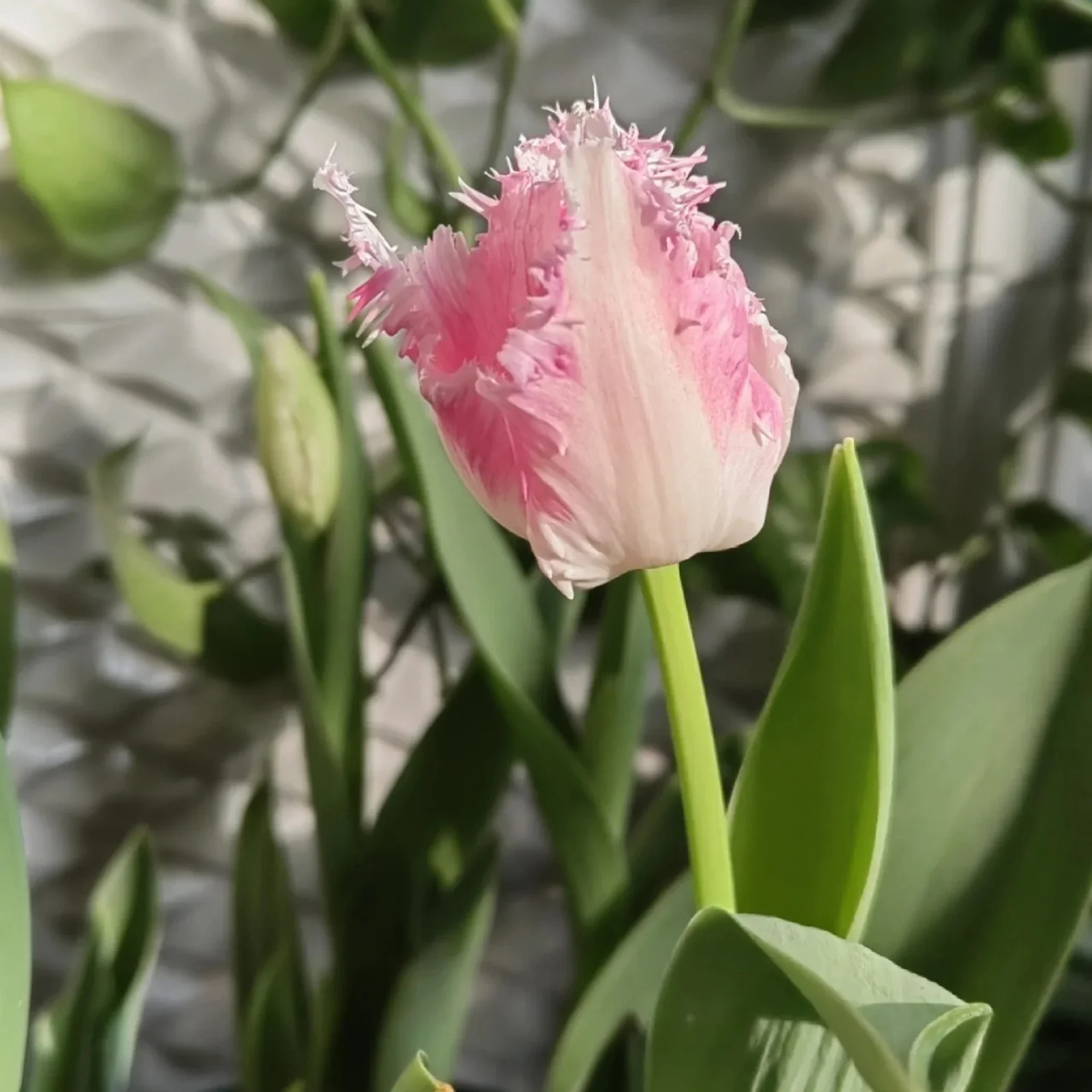 Frill Tulip seeds