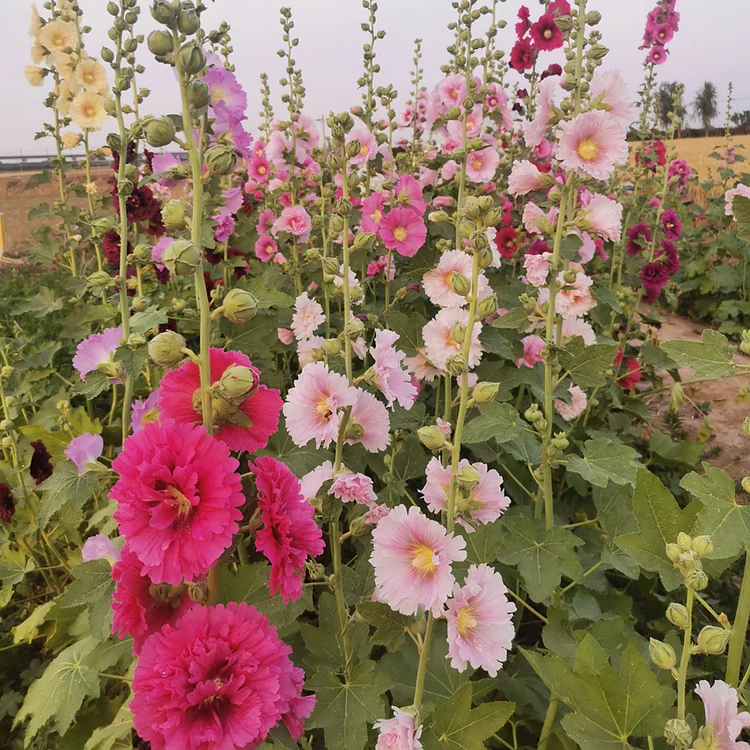 Single Flowered Hollyhock Seeds