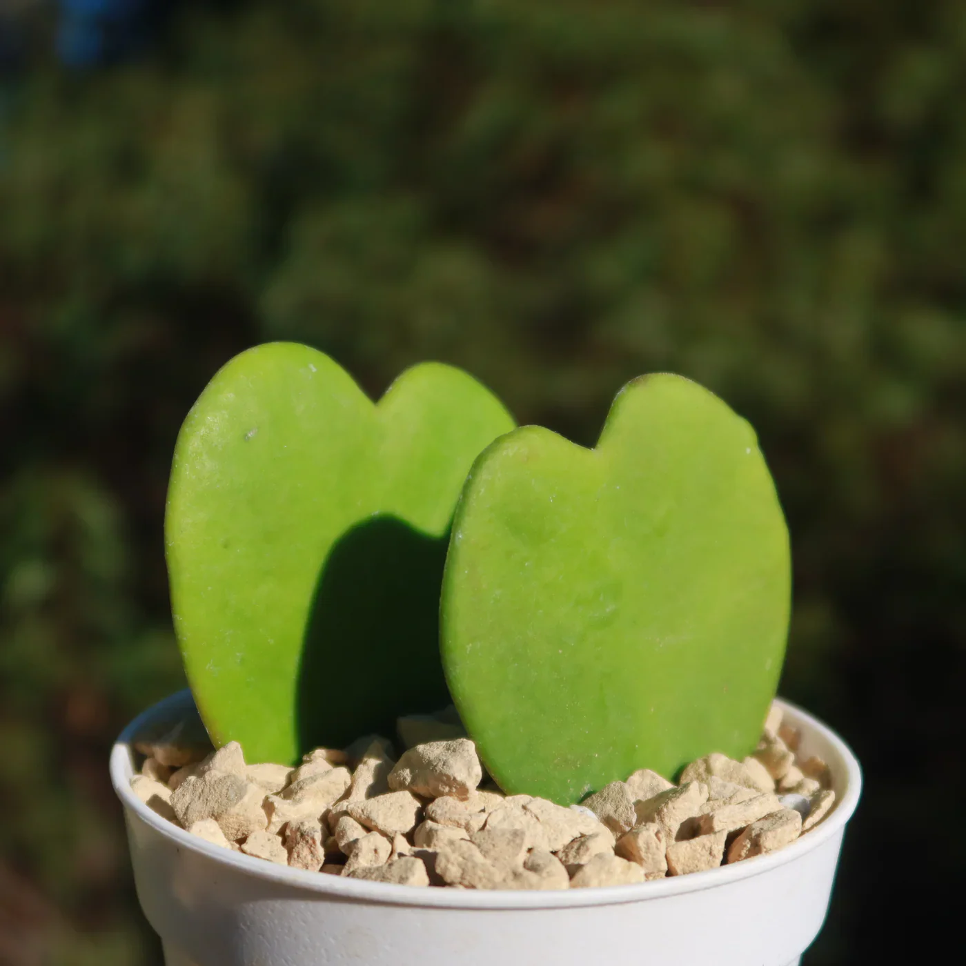 Sweetheart Hoya Seeds