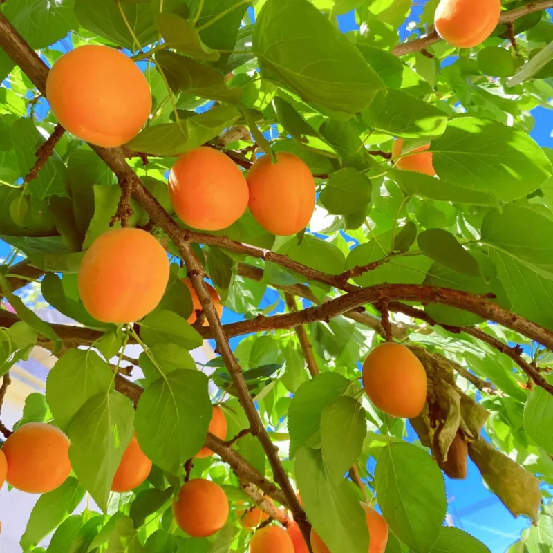 Apricot Seeds