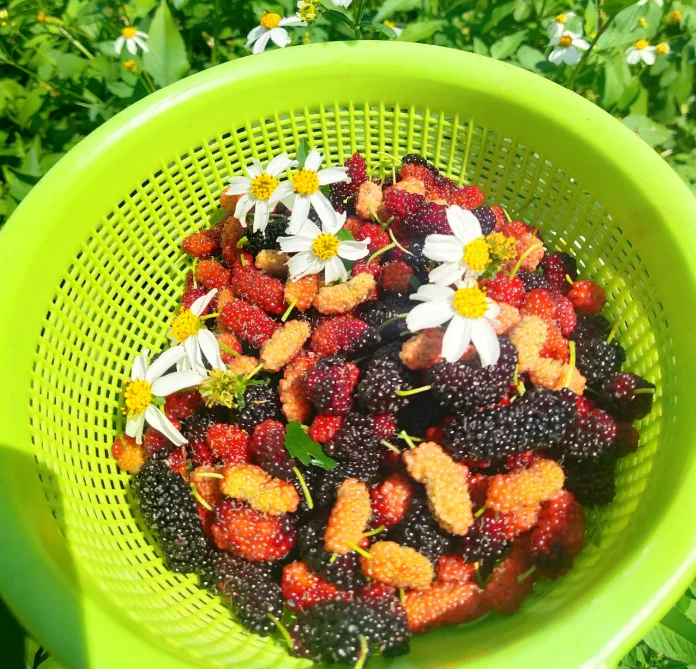 Black Mulberry Seeds