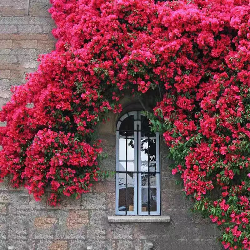 Rosa Banksiae Aiton Seeds
