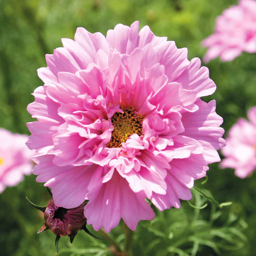 🌸Double Cosmos Seeds-Flower of Happiness
