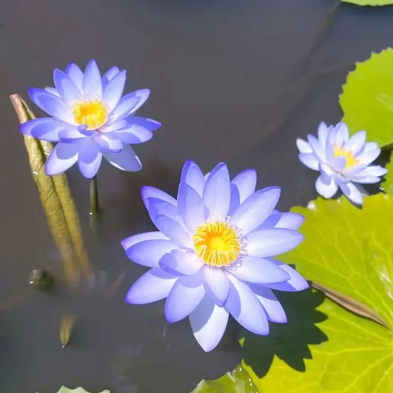 💧 The Sacred Bonsai Bowl Lotus Flower