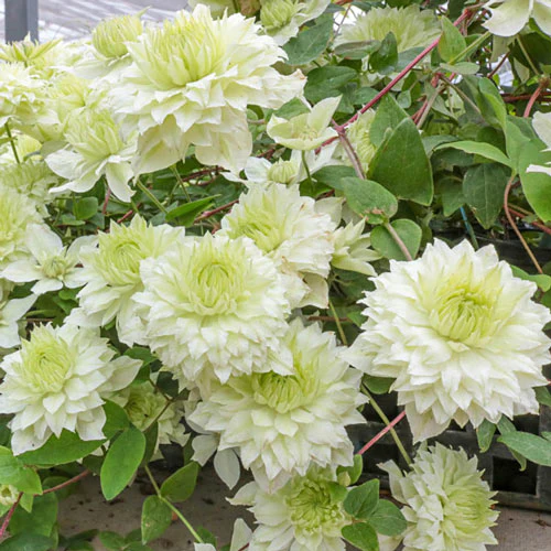 'Manju' Clematis