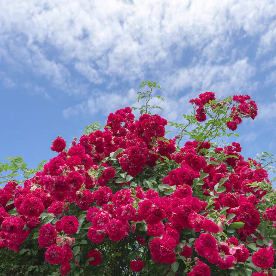 Rosa Banksiae Aiton Seeds
