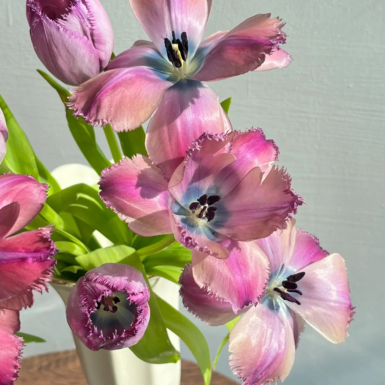 Frill Tulip seeds