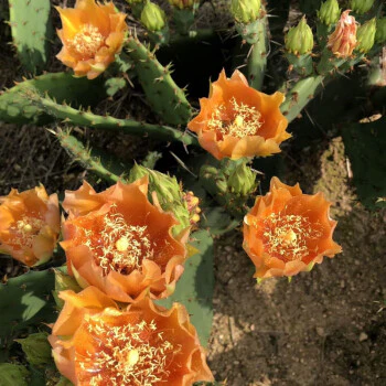 Edible Nopales Prickly Pear Cactus Seeds