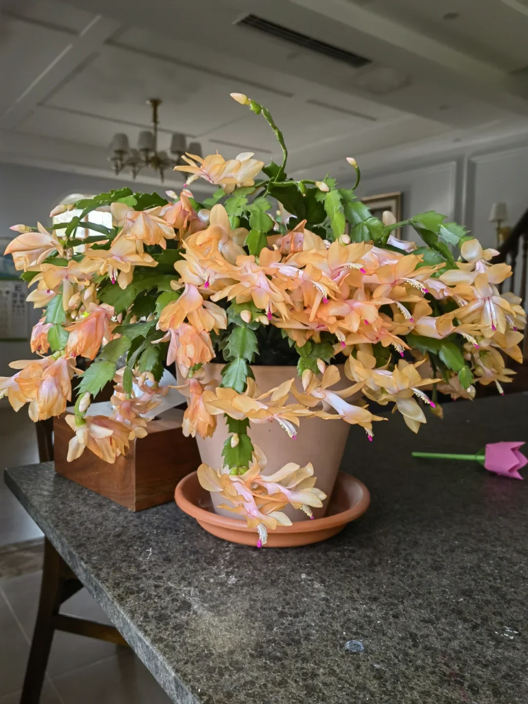 Crab Claw Orchid - The Icing On The Cake