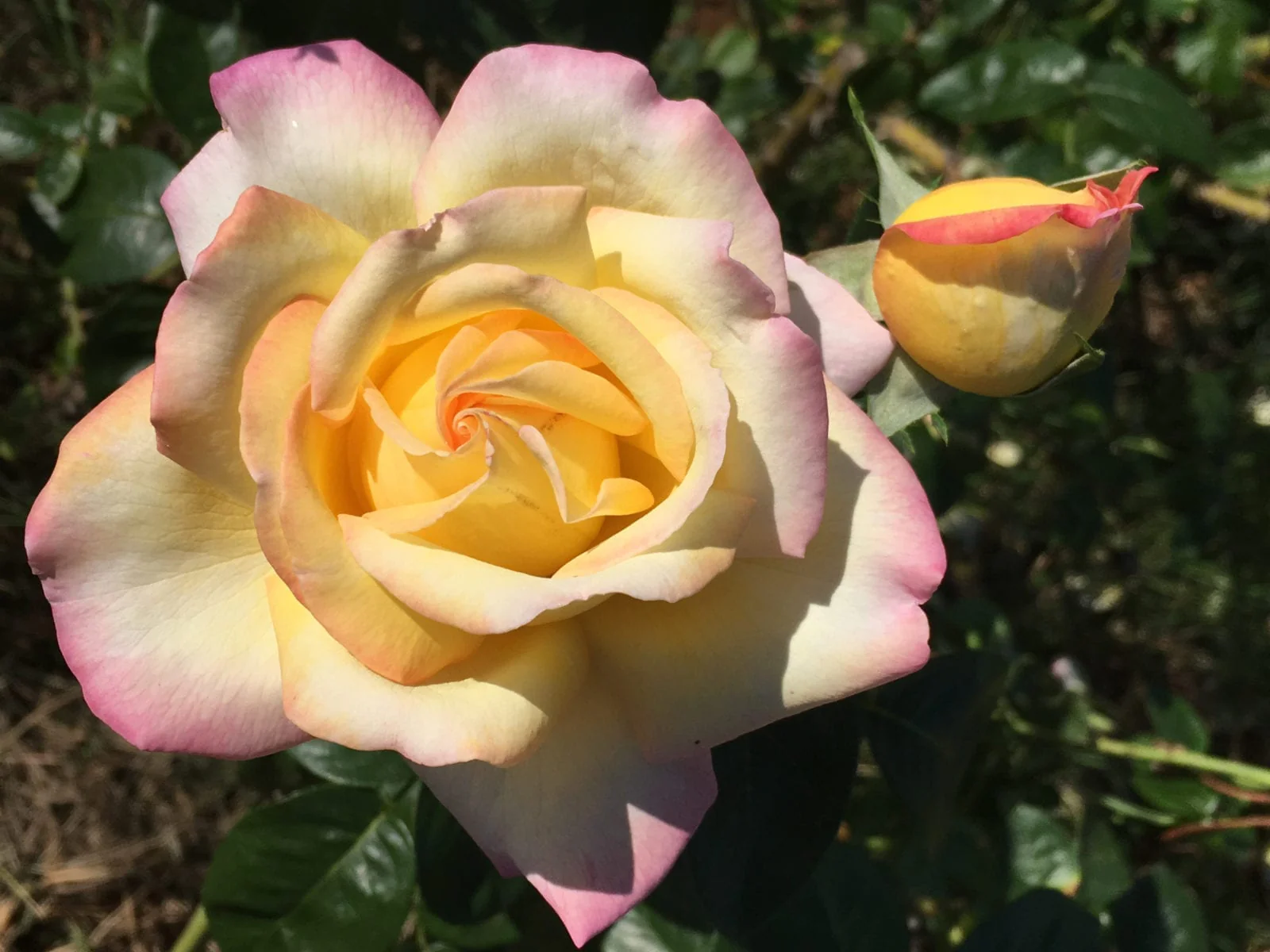 Peaceful Roses - The Messenger of Peace