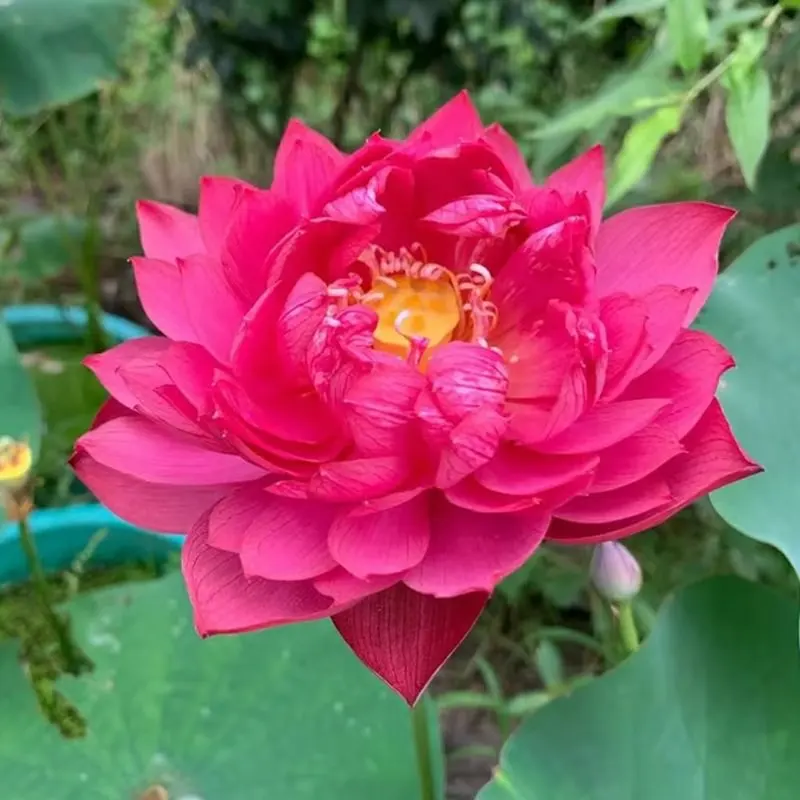 💧 The Sacred Bonsai Bowl Lotus Flower