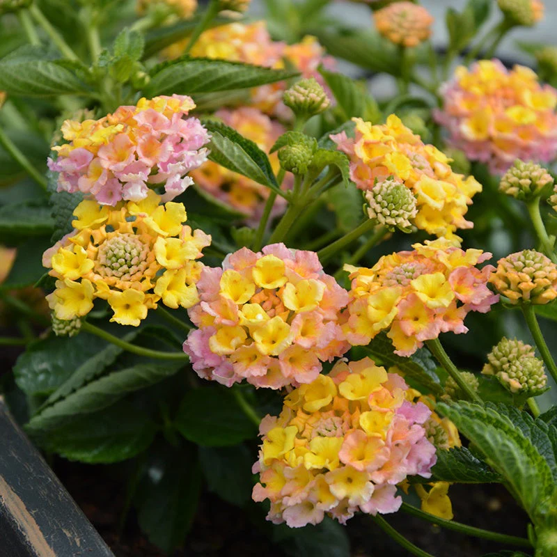 Lantana Calippo Vintage Flower Plants