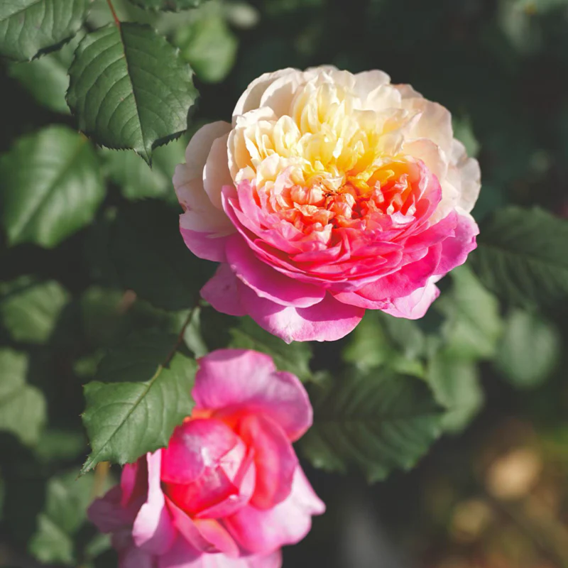 Premium 'Constance Rose' Seeds-Romantic Garden Flowers