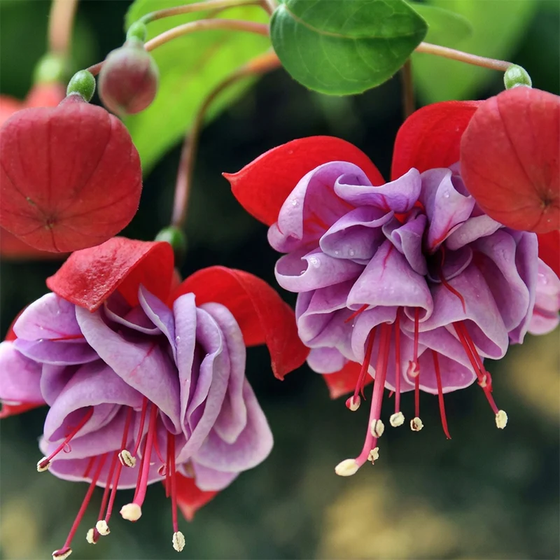 Fuchsia Flower Seeds – Stunning Hanging Lantern Flowers for Garden & Balcony