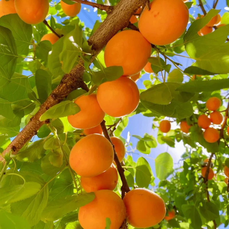 Apricot Seeds