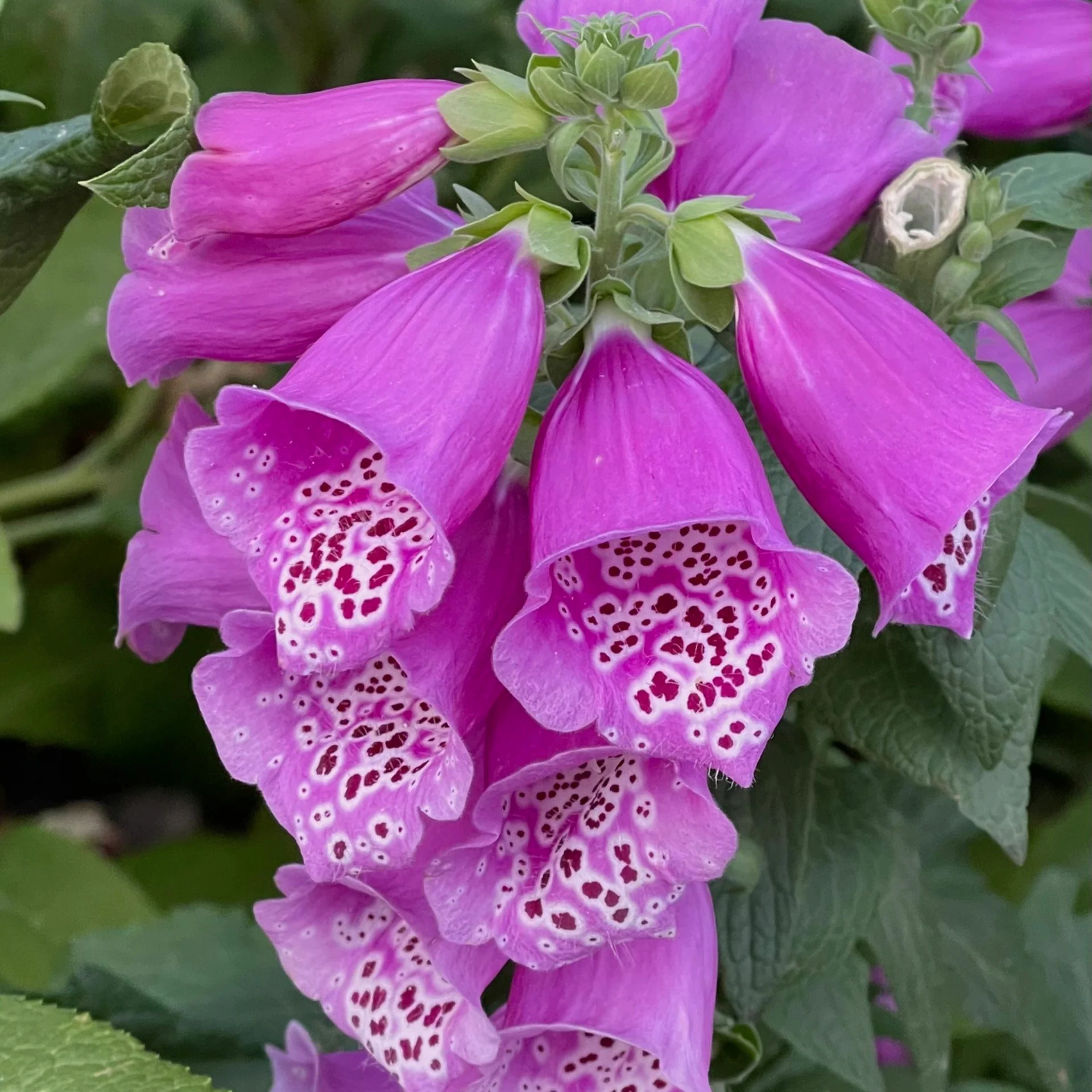 Foxglove Seeds Digitalis Purpurea Seeds